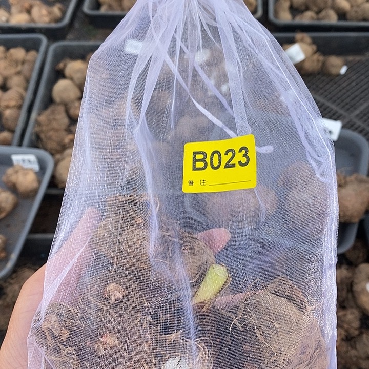 盲盒球裸球不售后