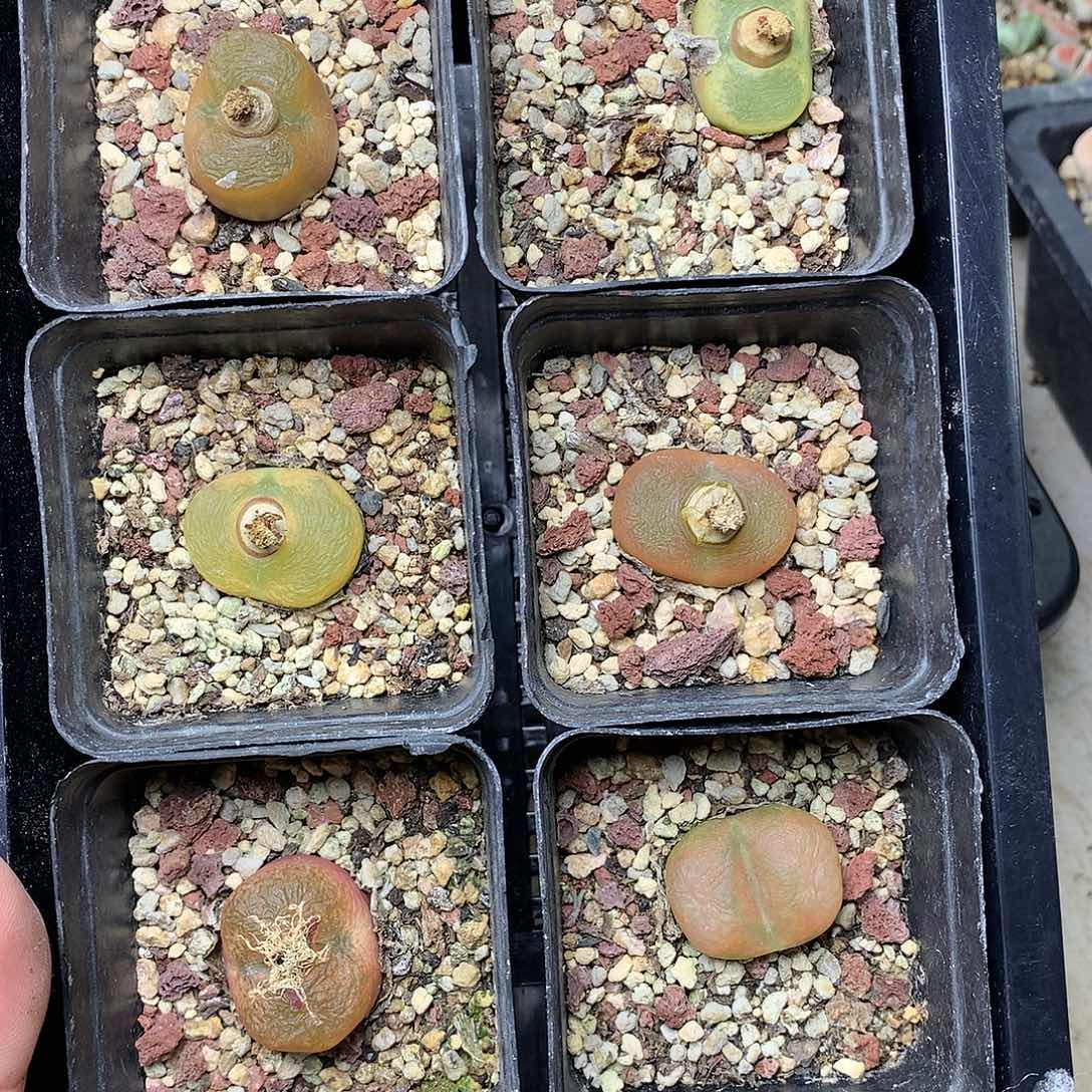 E57多肉植物保护研究所