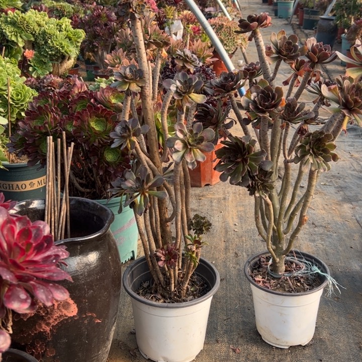 58二颗多肉多肉多肉多肉