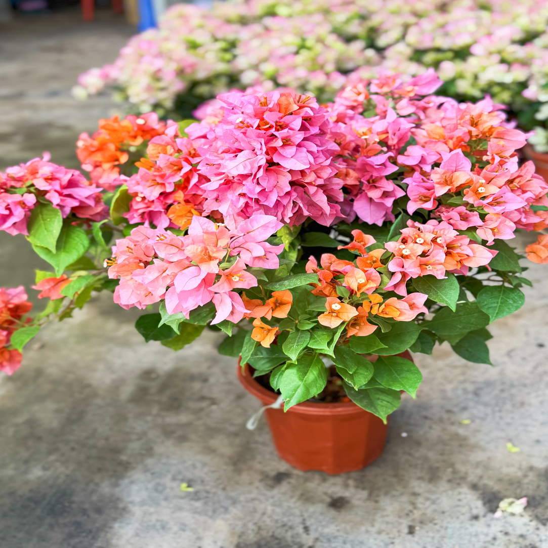 变色龙·c黄橙粉变色四季三角梅