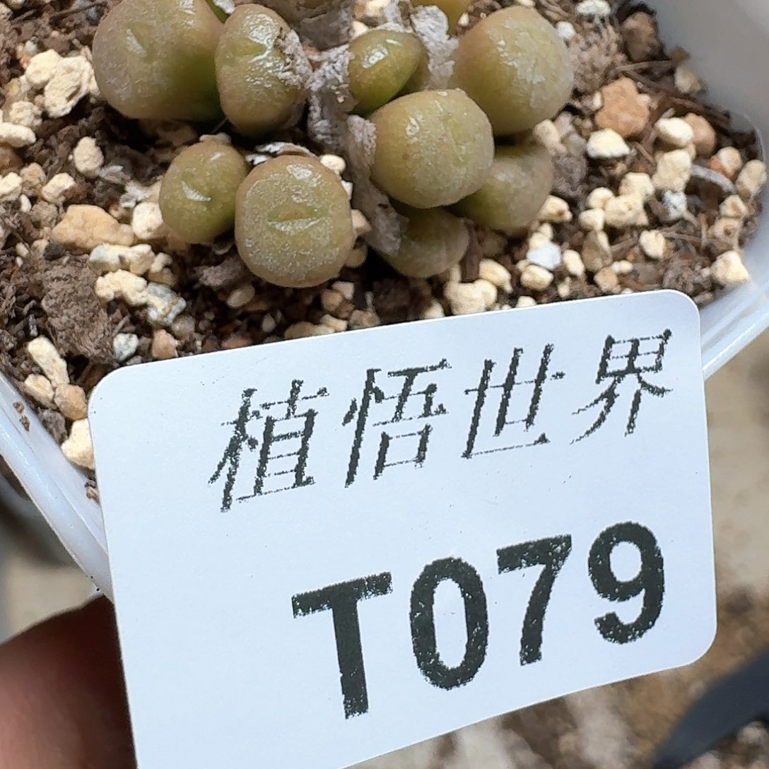 079盒多肉植物哇f v g