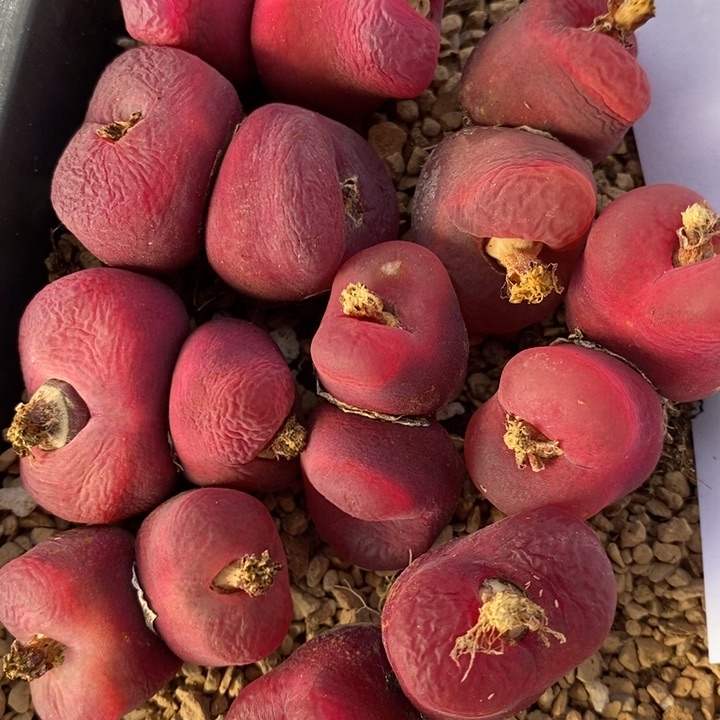 1632一组一组一组