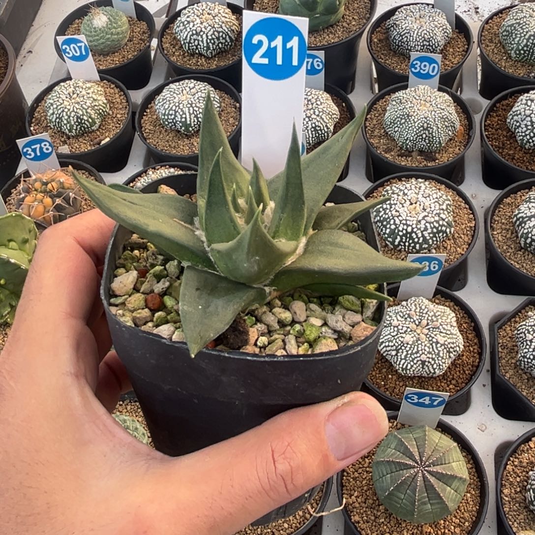 211实生龙牙牡丹带盆带土