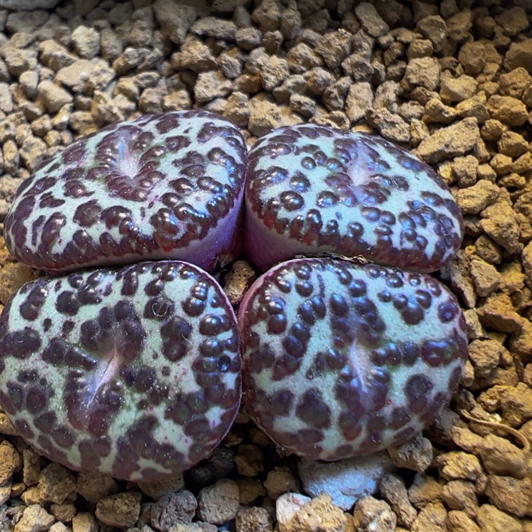 77多肉植物百科知识