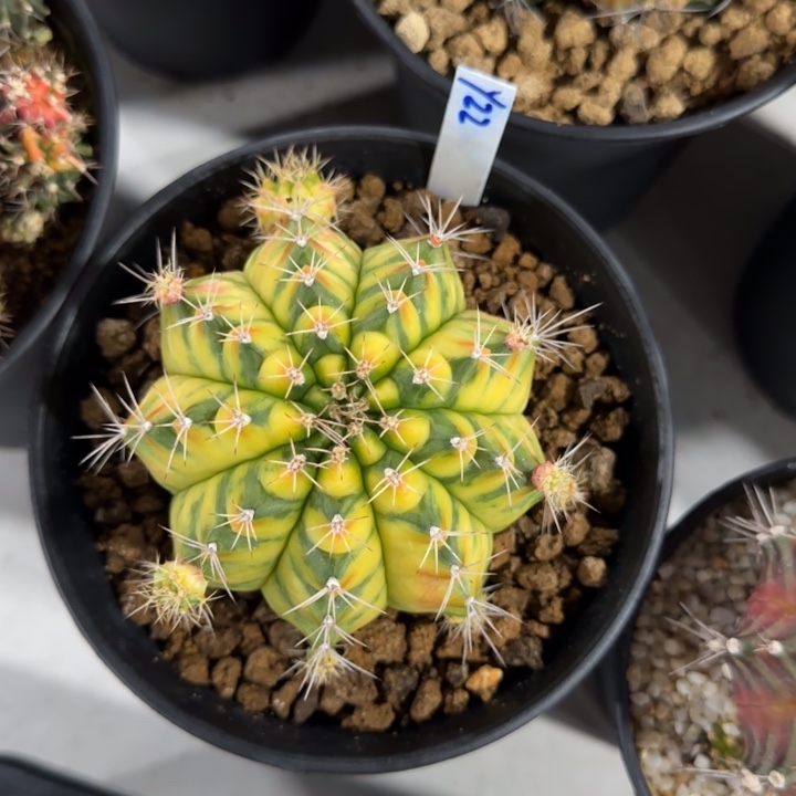 花*22-0120泰国发货粉红豹多肉