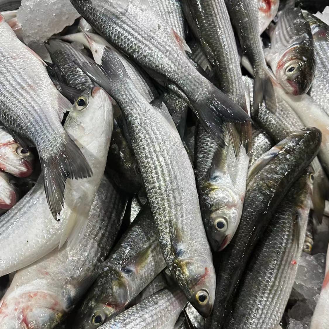自己捕捞惠来神泉出海口半咸淡水域野生乌仔杂鱼顺丰冷链包邮