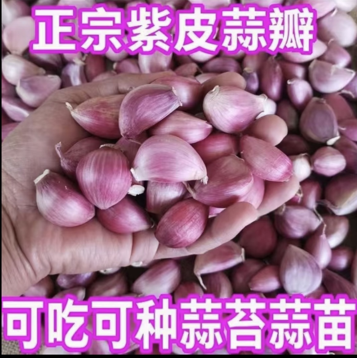 【云南老品种紫皮蒜】1可吃可种蒜种紫皮蒜精选蒜瓣小香蒜干蒜1-9斤
