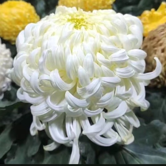 九月大菊白万盛菊花大苗盆栽百日寿菊花卉