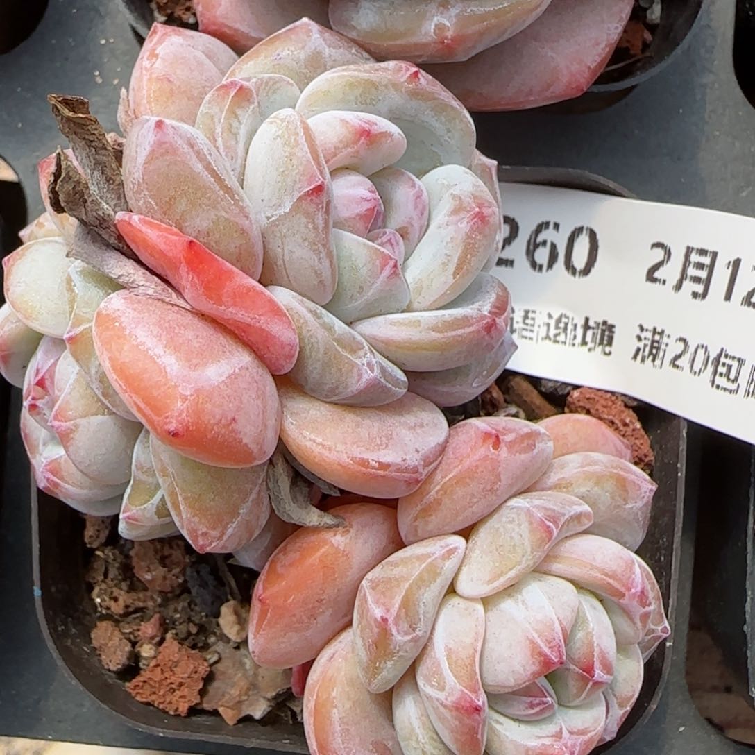 花语逸境0212-260