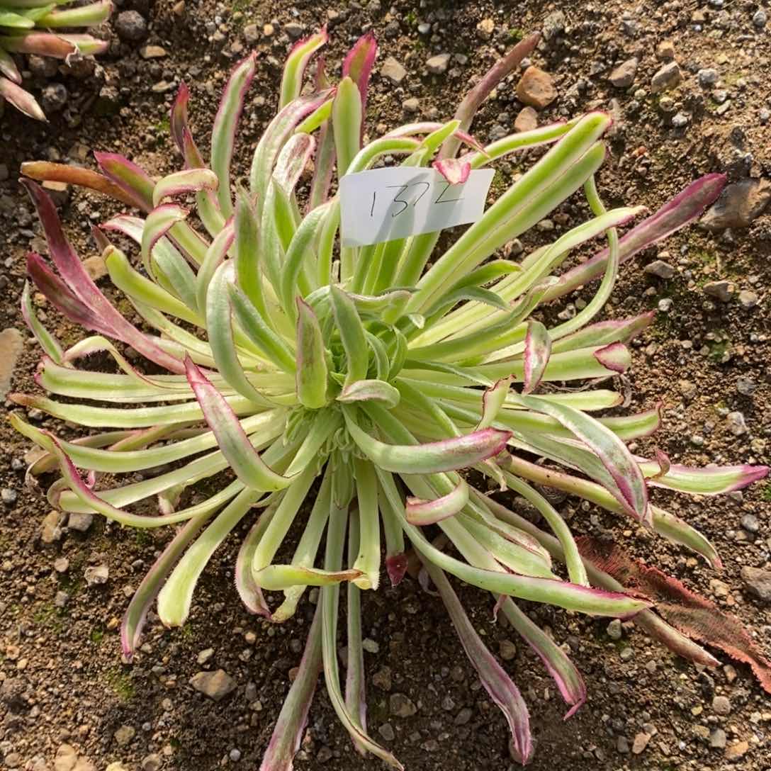 1372金丝菊多肉植物