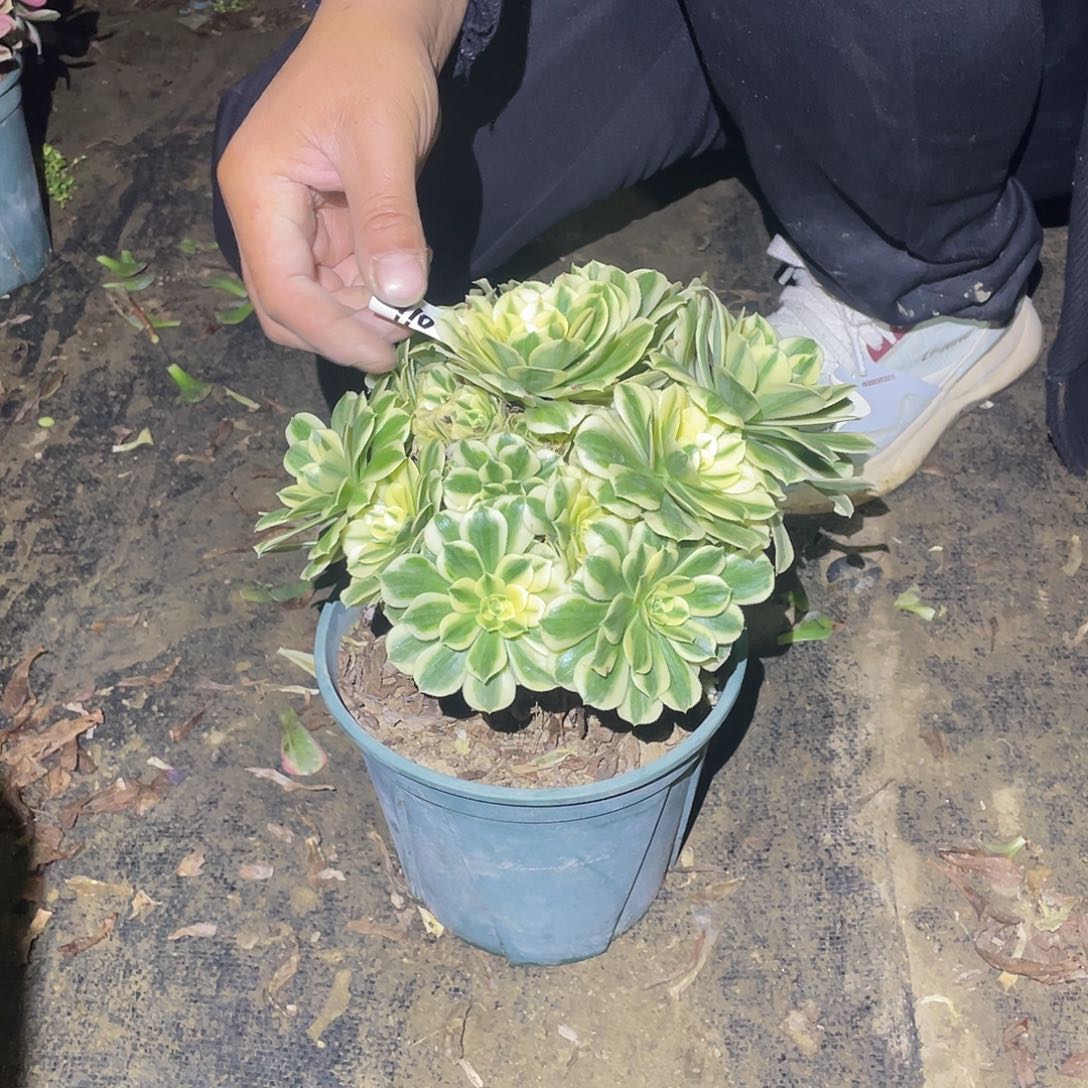 910法师植物迈巴赫