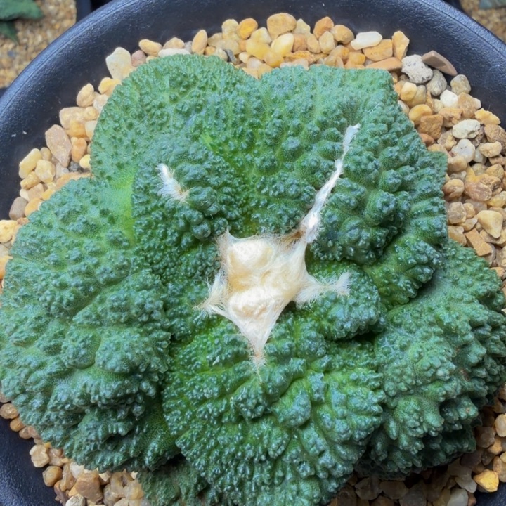 巨大型5.5cm叶宽特圆超级哥斯拉