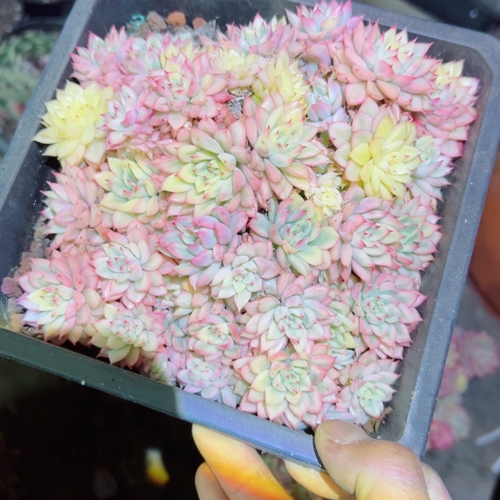 精品多肉植物老桩