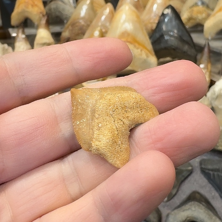 大叶紫檀（黑酸枝木类）