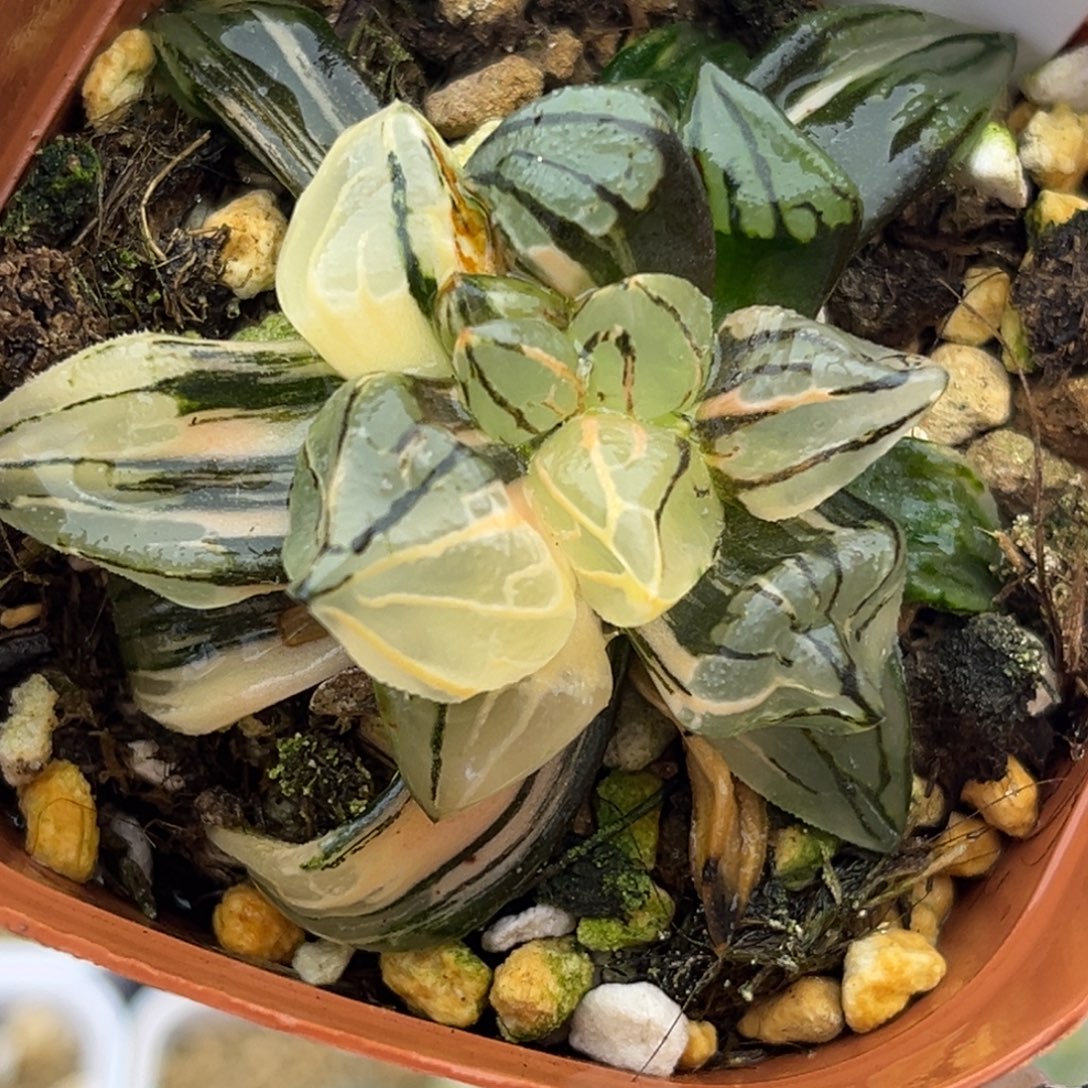 109西瓜寿锦十二卷多肉