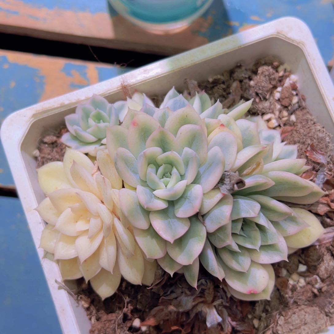 月亮仙子锦底座，介意慎拍