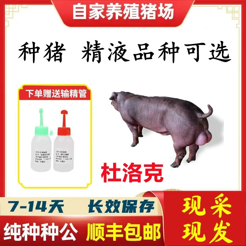 【杜洛克】种猪优质精液批发品种可选一件包邮原种恒温箱发货包对版
