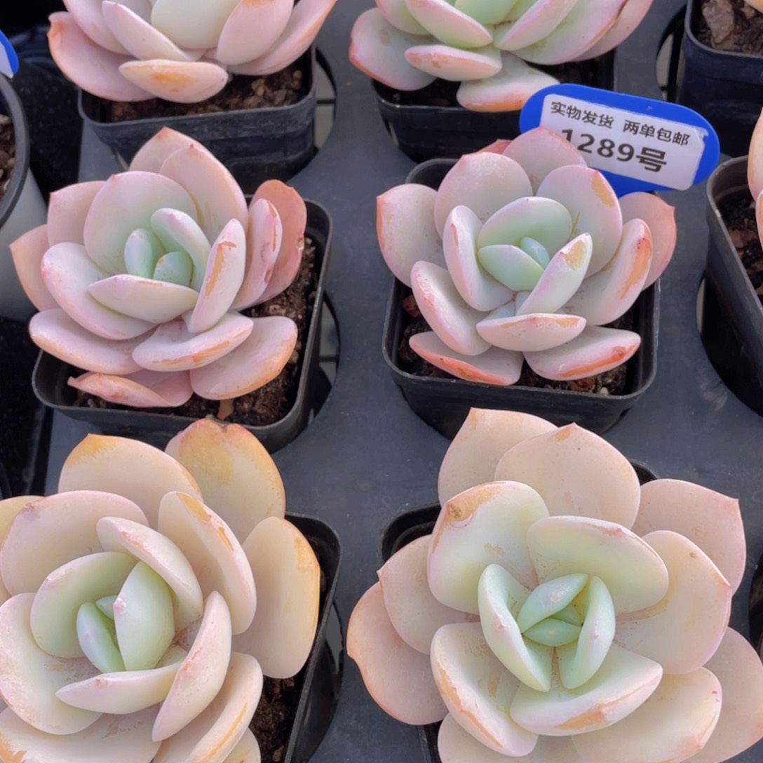 1289号宽叶凤橙国产奶茶单头一个