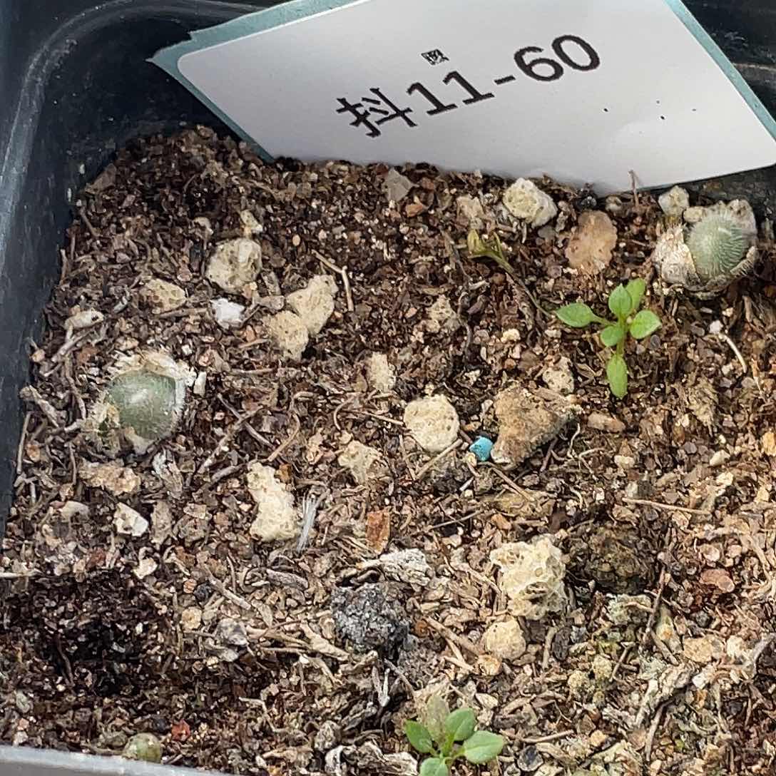 11-60毛球多肉植物