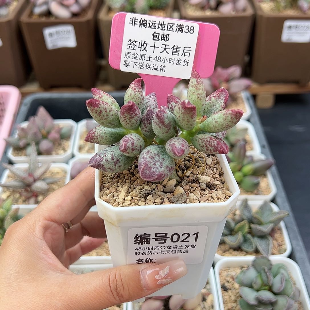 021艾薇多肉植物