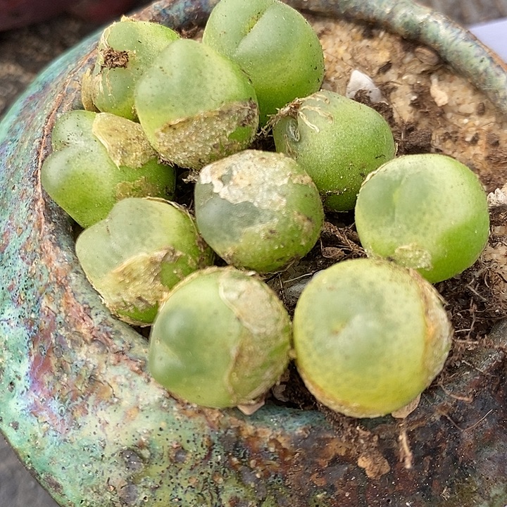 719紫拉登一颗。       