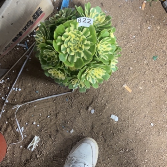 玥**麻822辛尼亚多肉植物花了