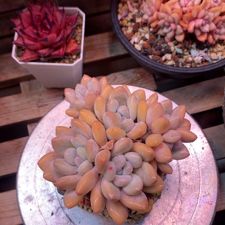 香水多肉z z zz z