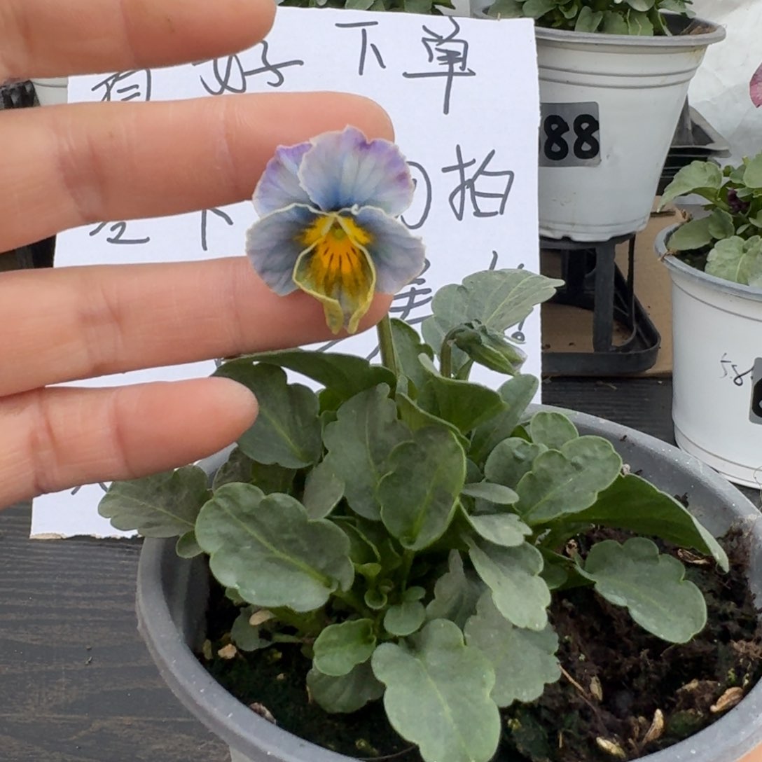 全部花朵604号青金石