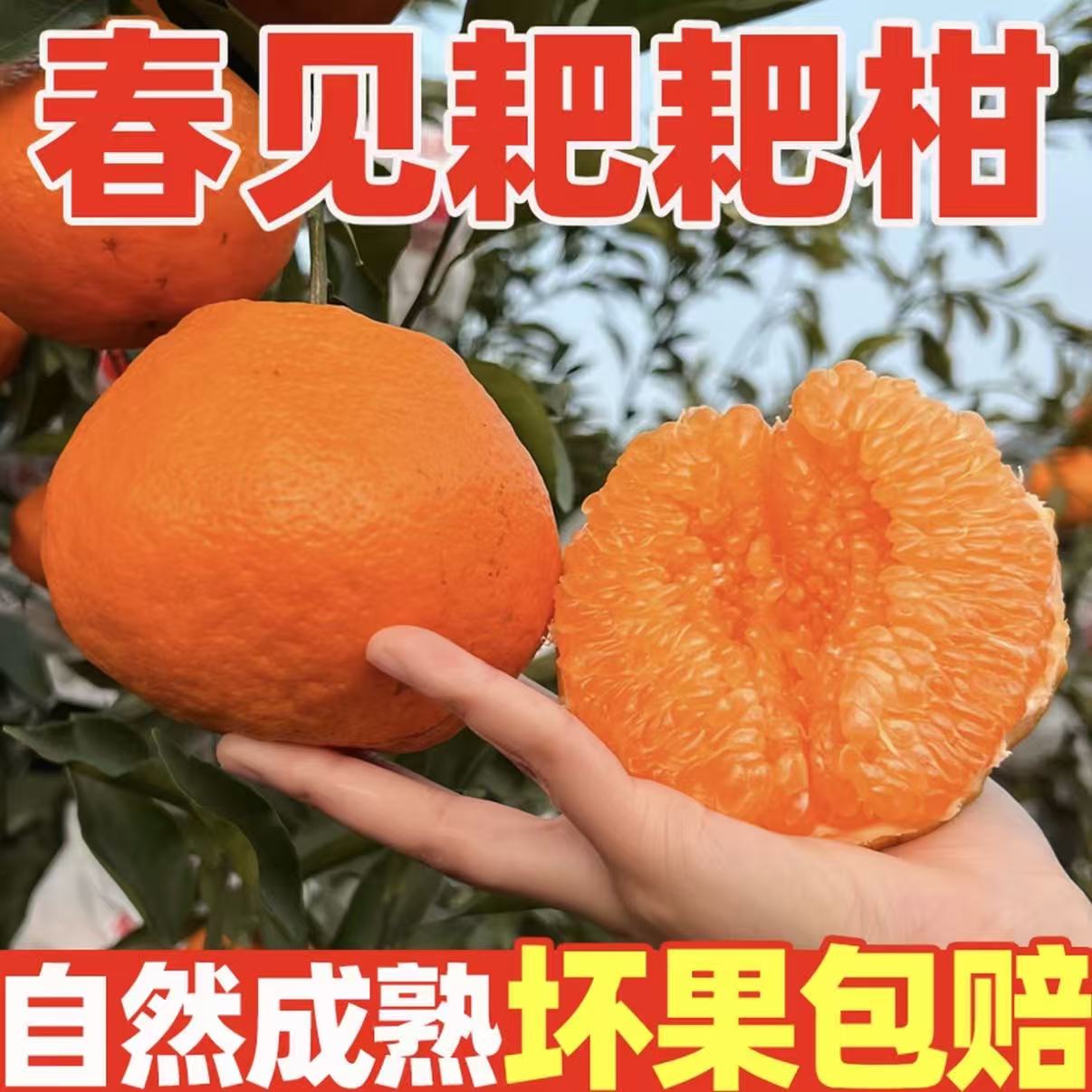 四川春见耙耙柑新鲜香甜多汁当季手剥水果