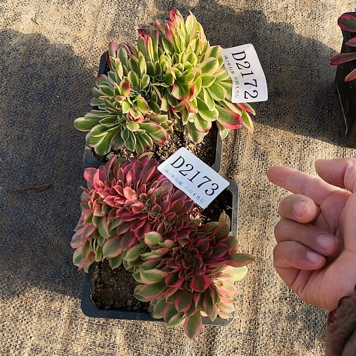 2172、73女巫红秀多肉缀化2颗