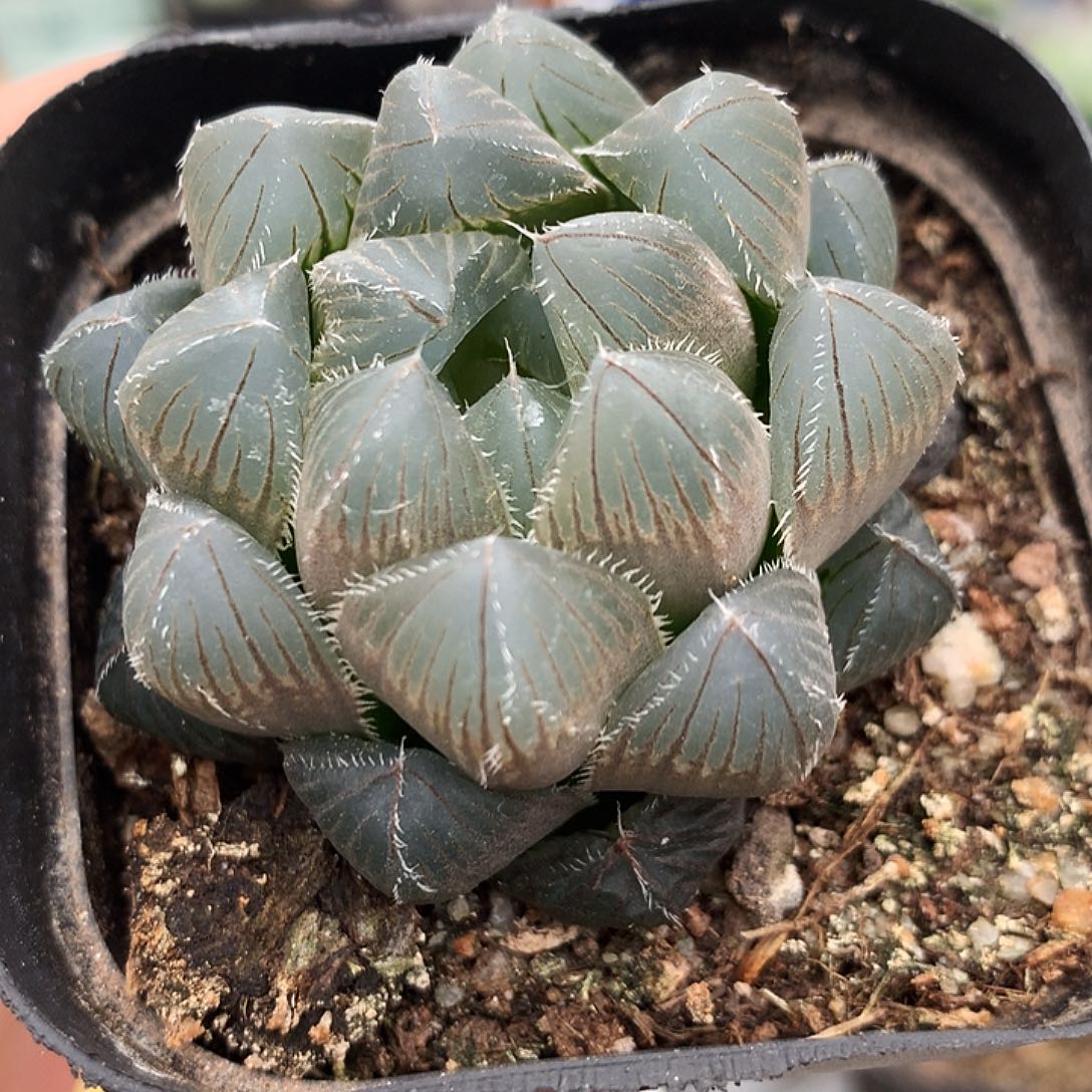 巨大化蓝镜，一物一拍，