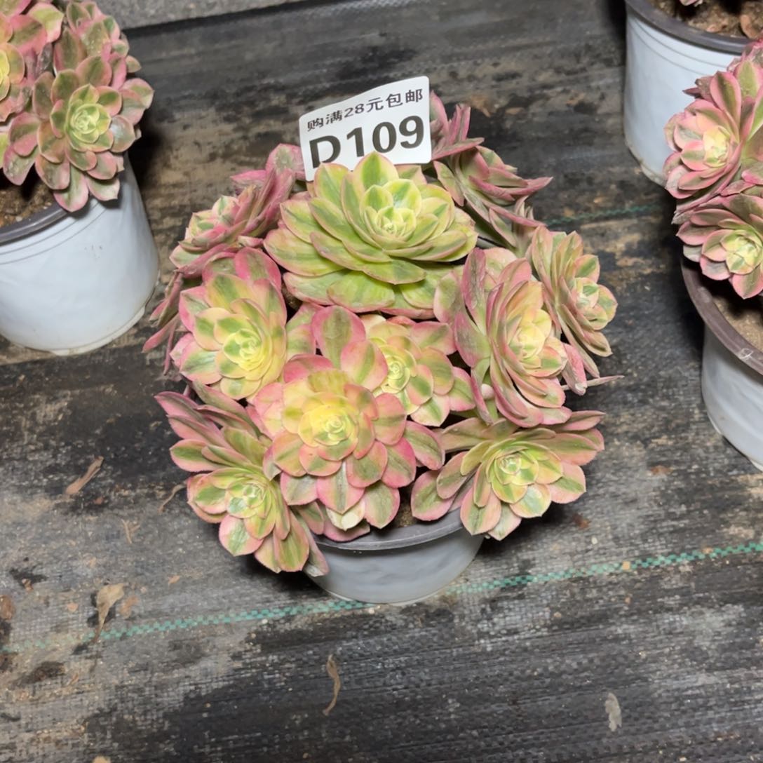 109多肉植物火龙果