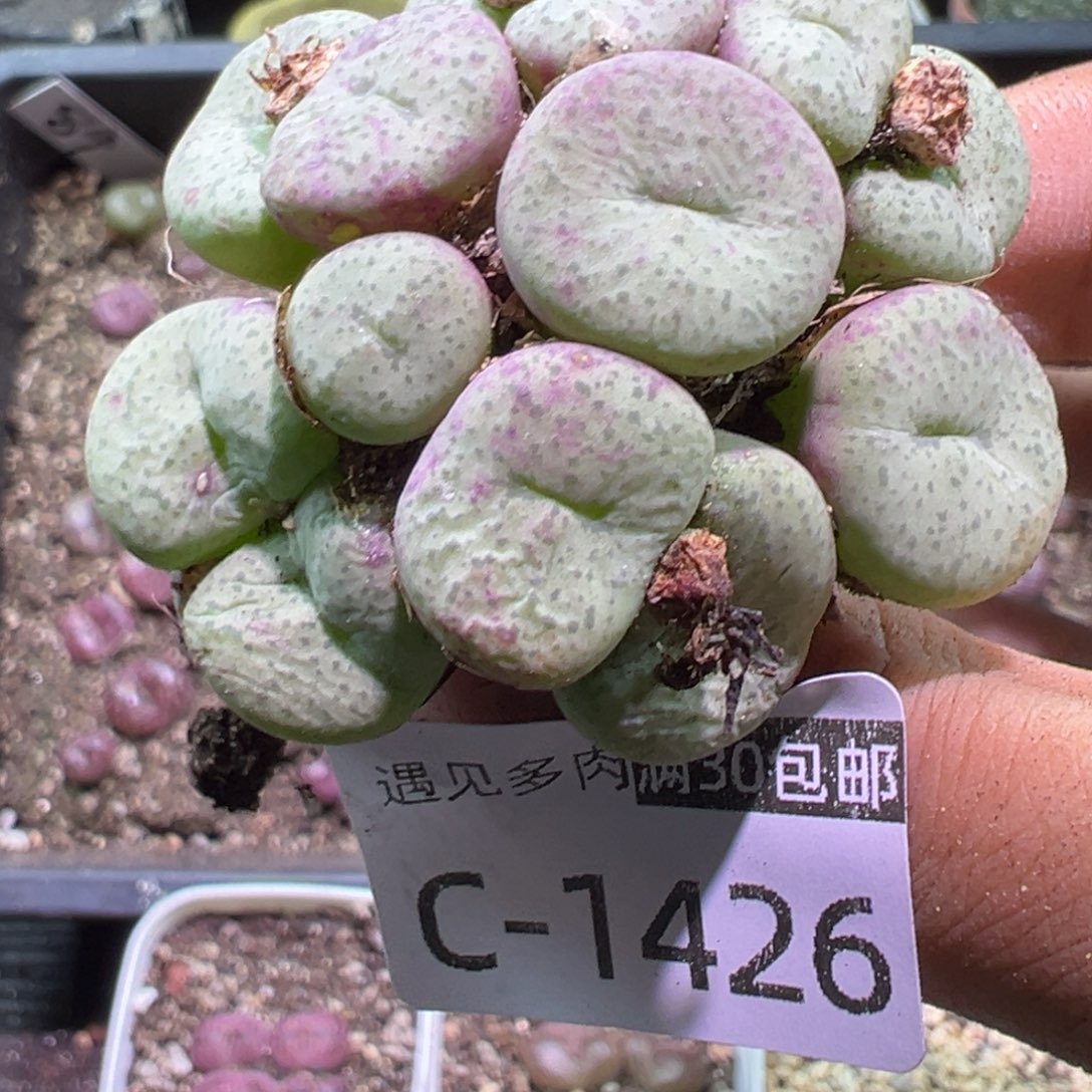 多肉植物111111111111