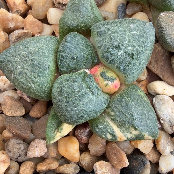 白锦蓝色无敌大丸连