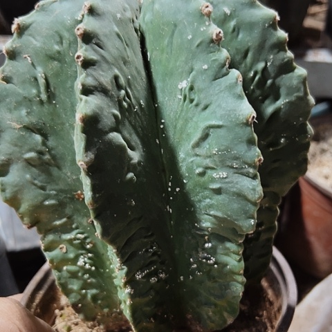 865仙人球木心根仙人球