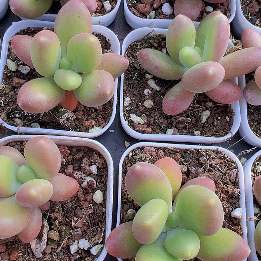 5.5盆芒果奶2颗多肉