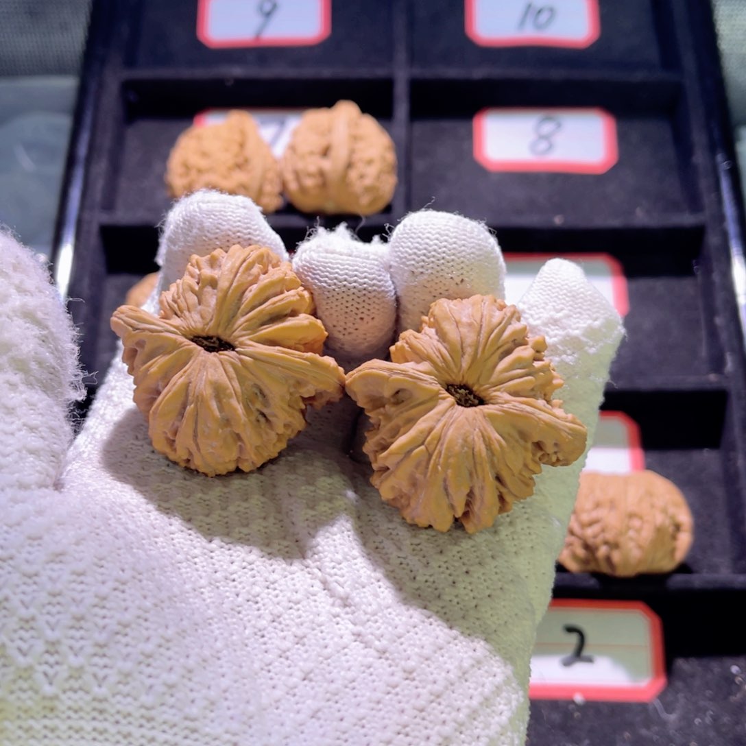 Z**生秦皇岛山地果全品