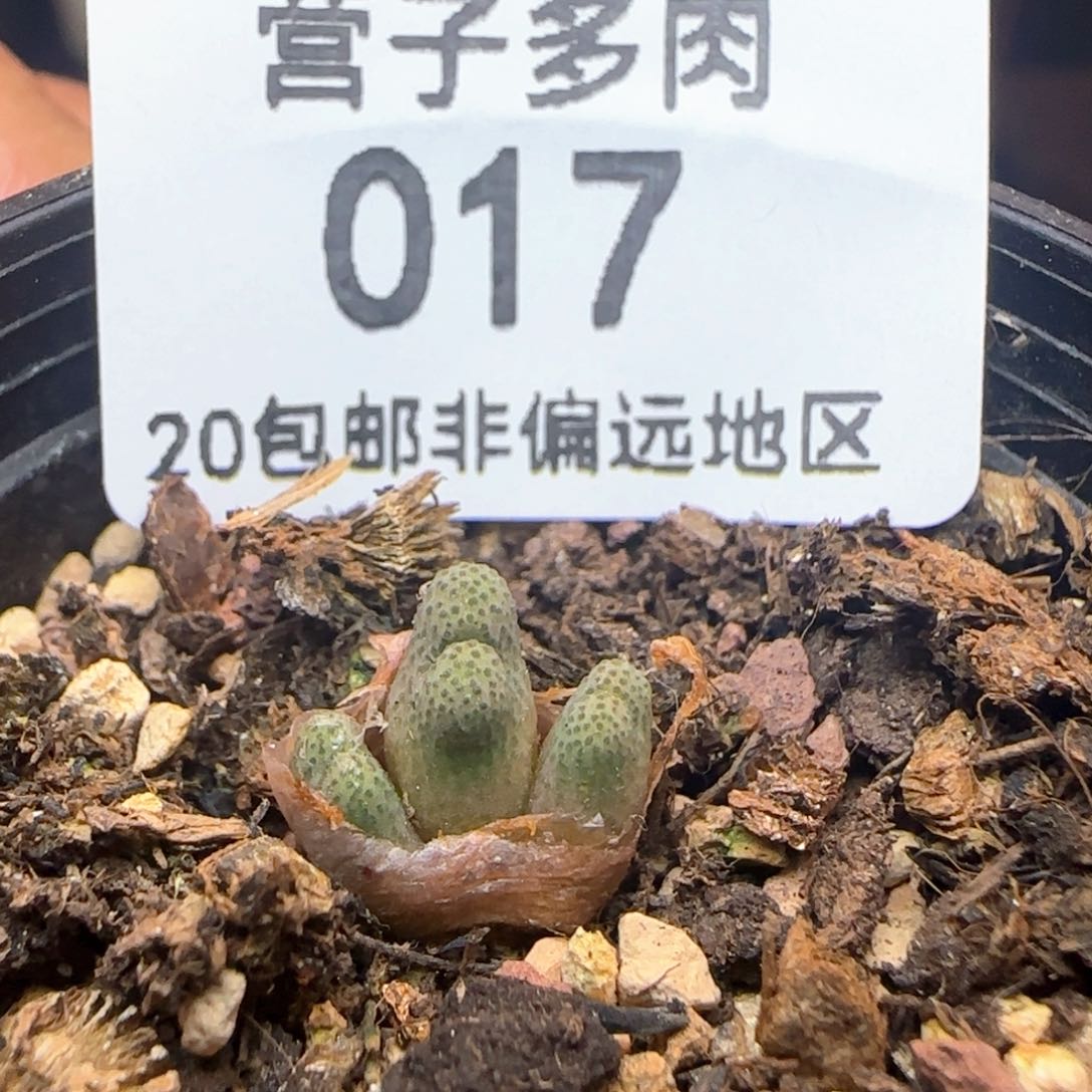 斑马955。  带盆土。  