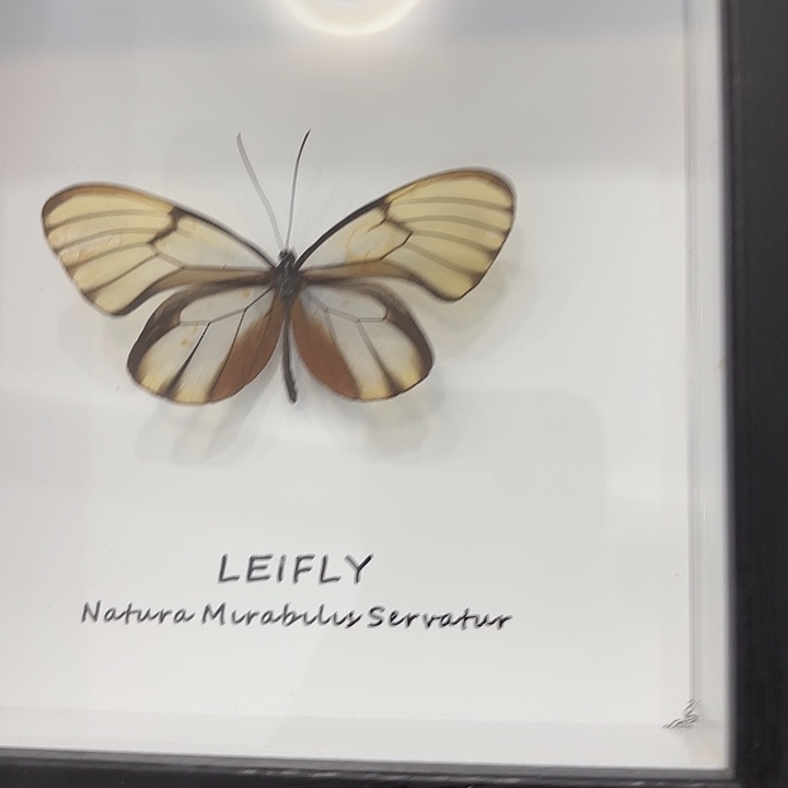 不***岳蝴蝶标本定制821@