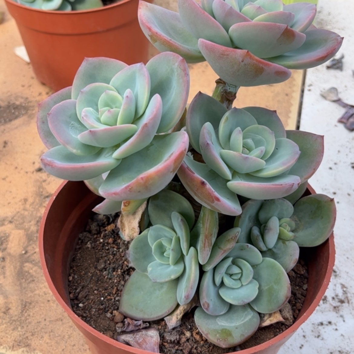 【闪购商品】无花朵小*.