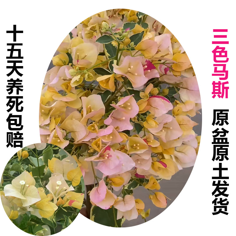 三色马斯 (三角梅)原生大苗四季开花老桩爬藤植物