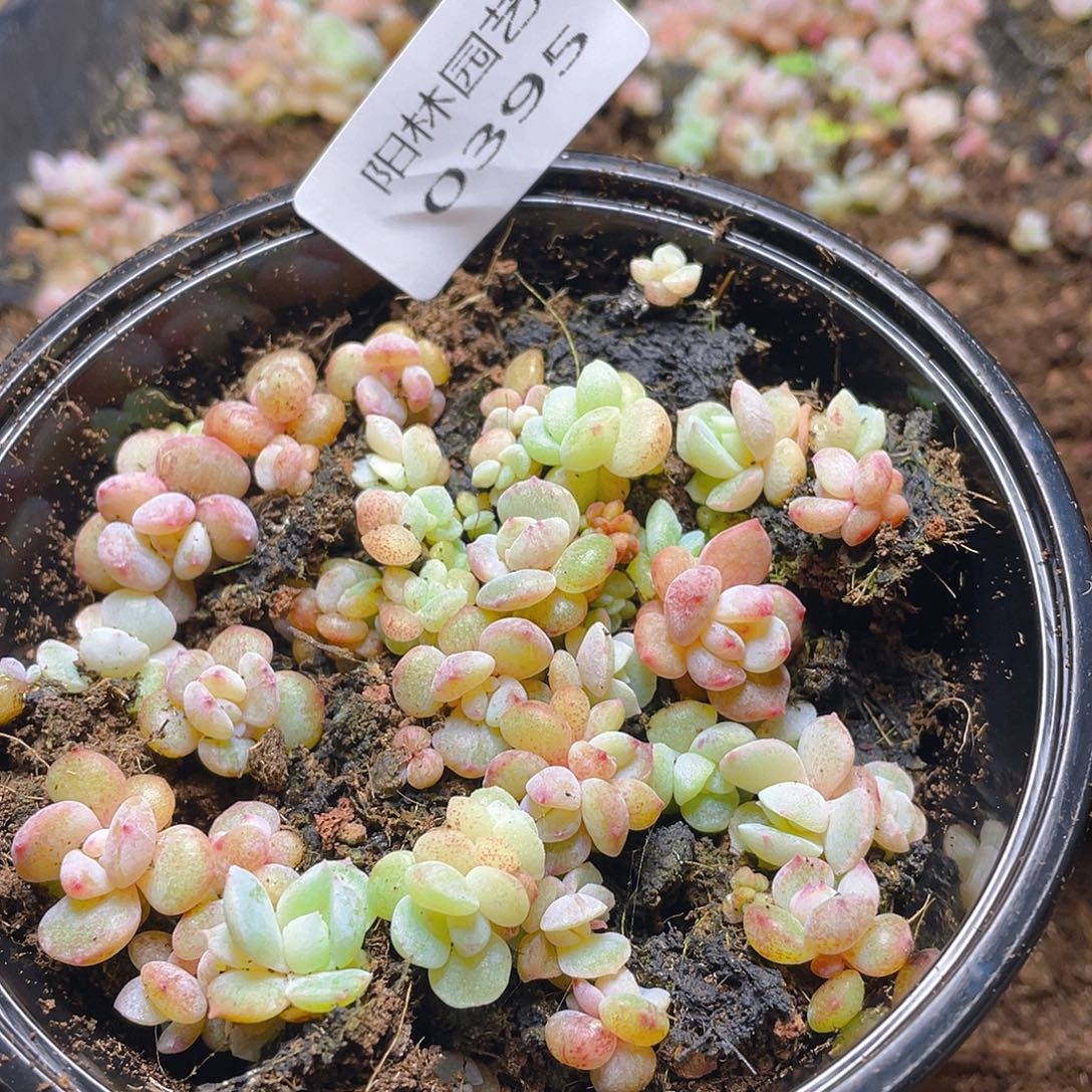 多肉植物多肉植物395