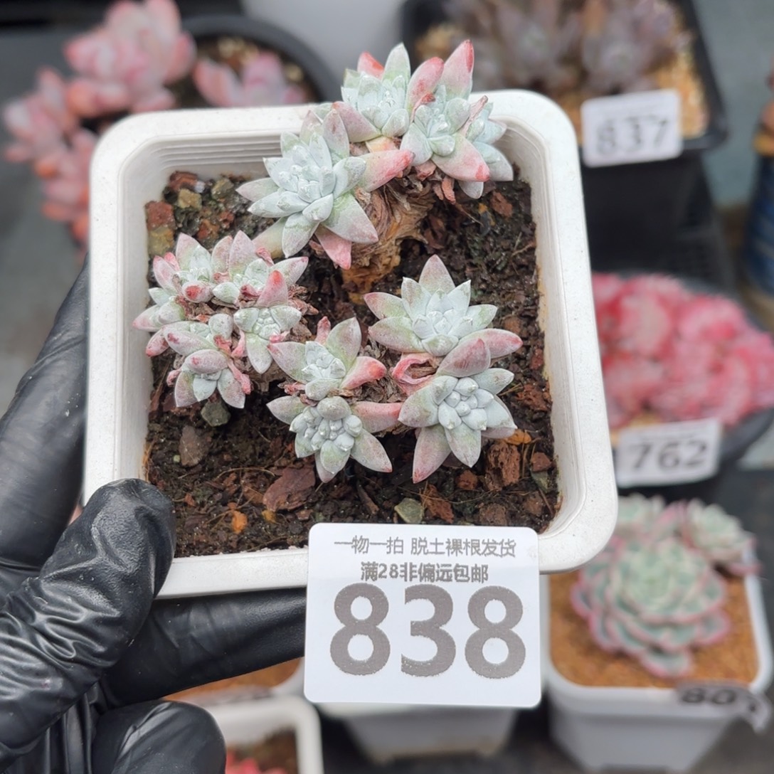 白菊多肉无盆土发货