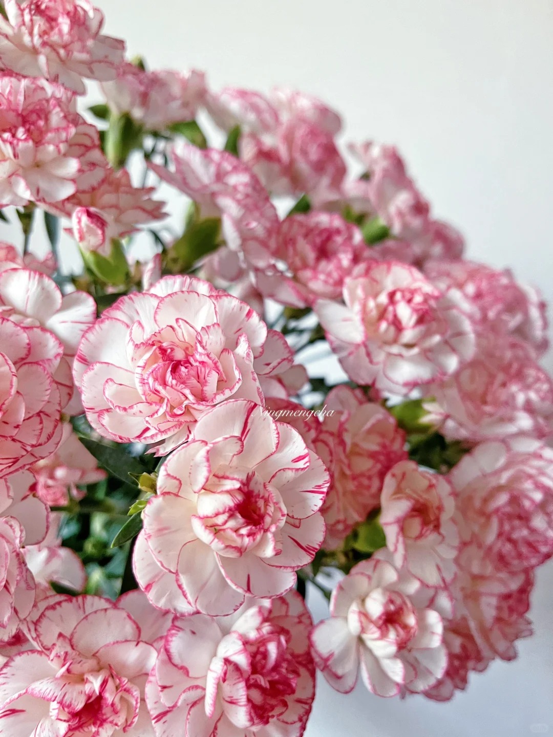 （曼曼）多头康乃馨瀑布15支+5支防损  鲜花任意2单包邮