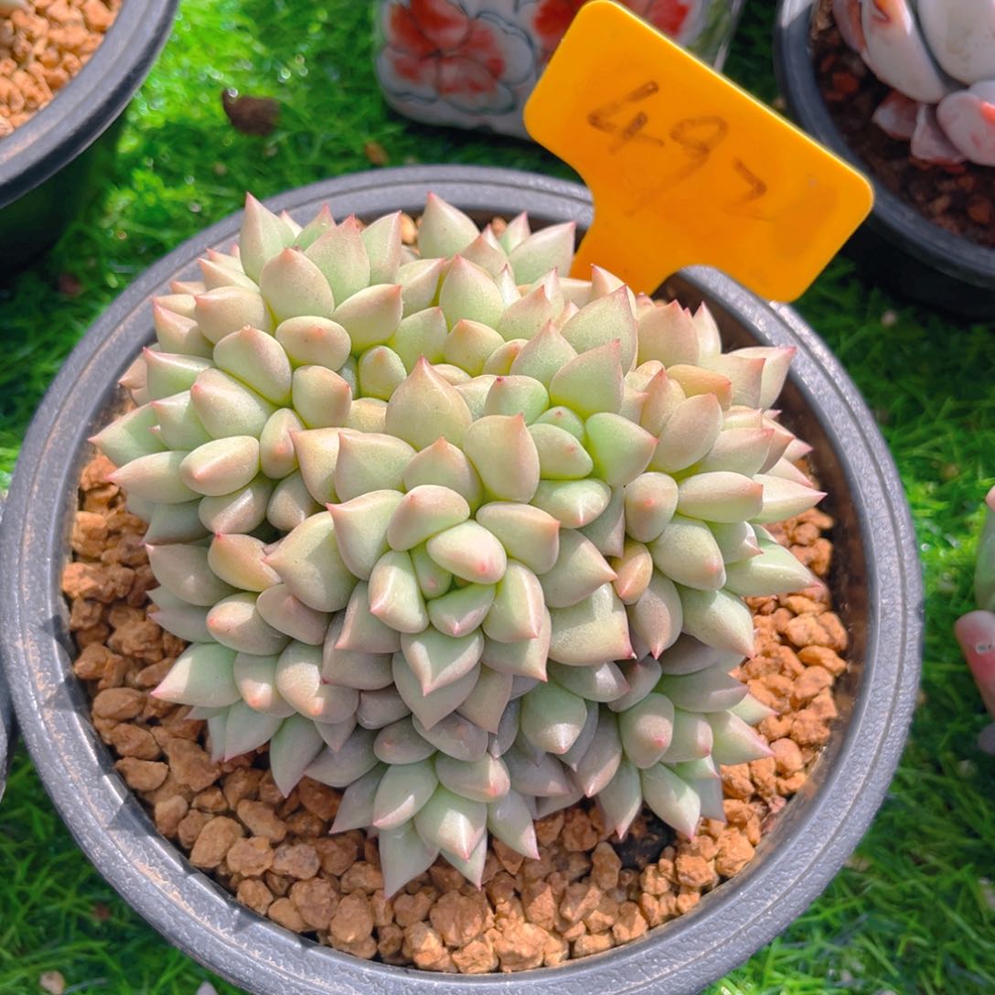 黄金象牙8888888888