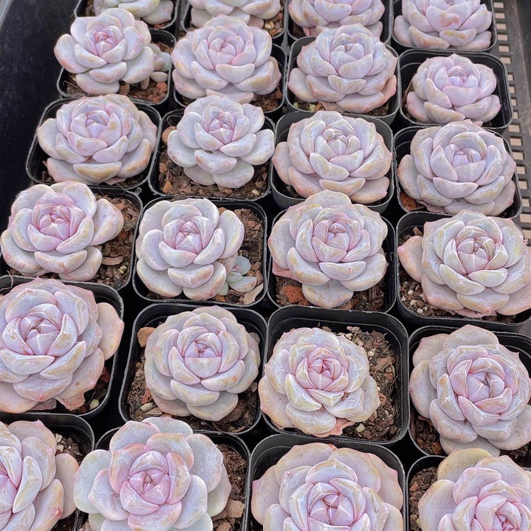 量拍9号 芋圆啵啵单头一个