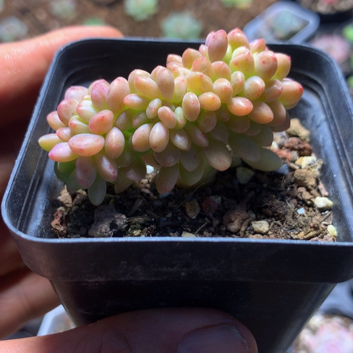 香格里拉缀一物一拍