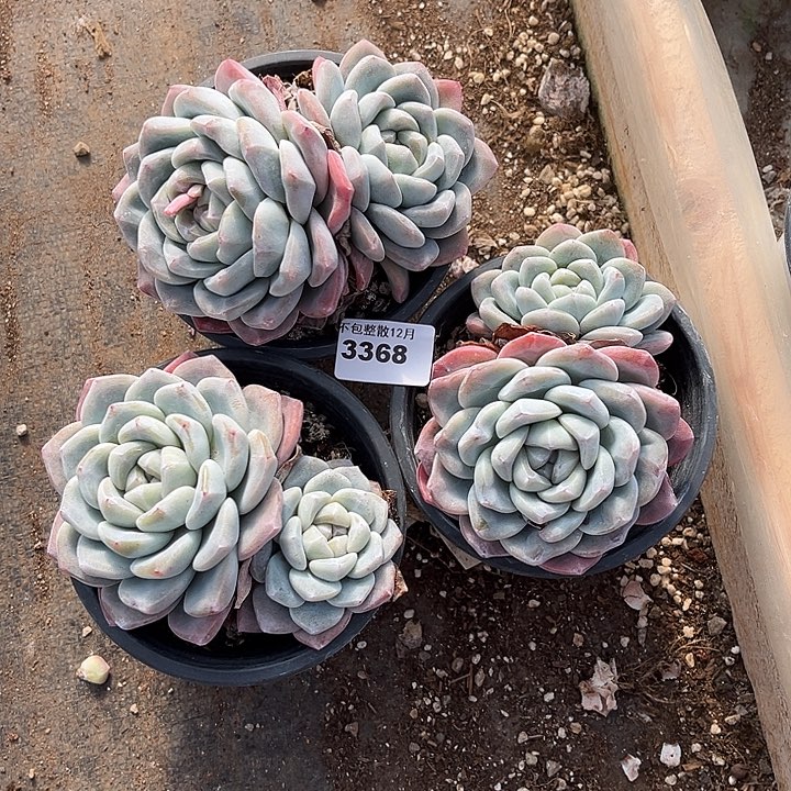 阿雅园艺。     3368三颗