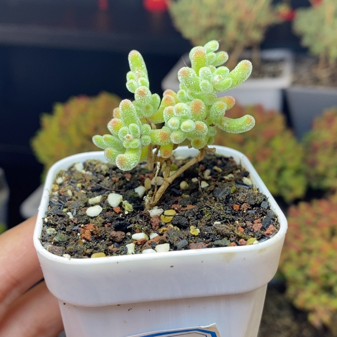 389号冰晶枝干多肉