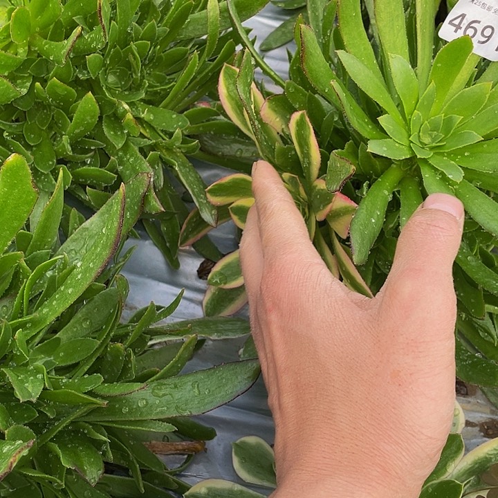 4691光辉带变异多肉植物